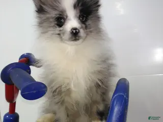 Pomeranian dogs Fletcher - Ad 13