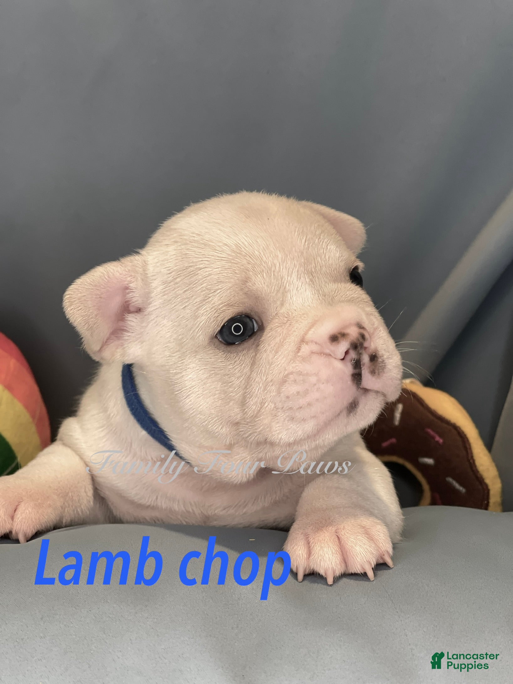 Frenchton dogs Lambchop - Ad 1
