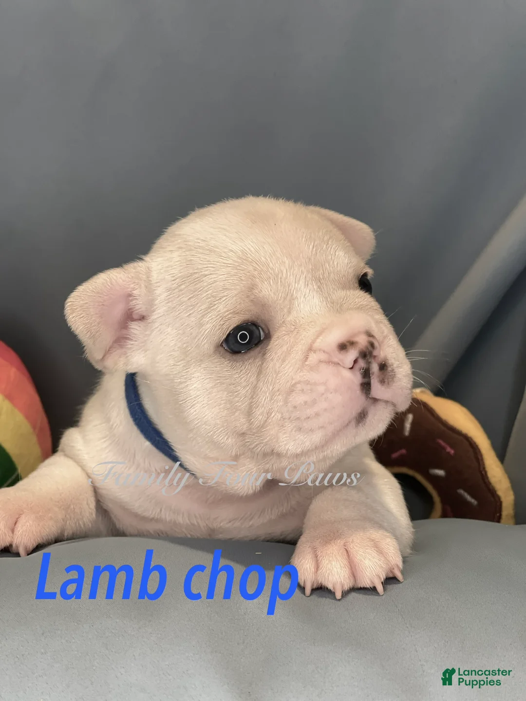 Frenchton dogs for sale: Lambchop - Ad 1
