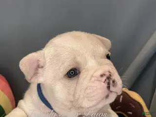 Frenchton dogs for sale: Lambchop - Ad 3