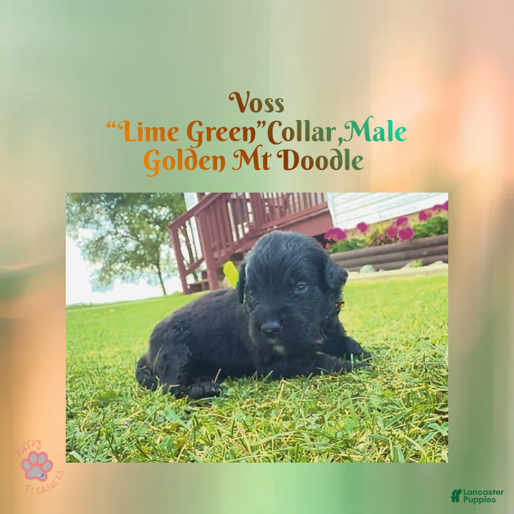 Mixed Breed dogs  Voss — Lime Green Collar • Male Golden Mountain Doodle - Ad 6