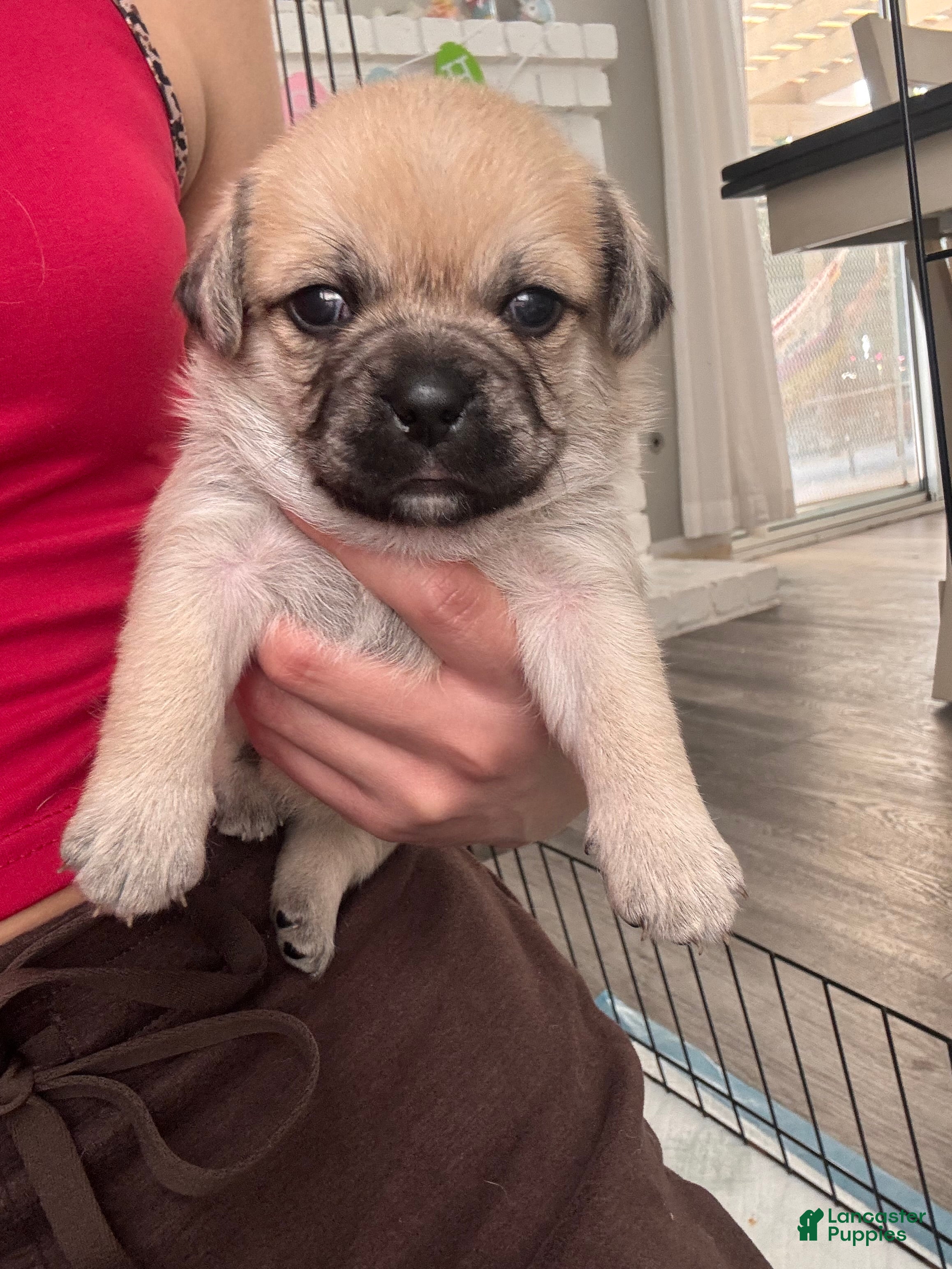 Mixed Breed dogs Mixed Breed Puppy 6 - Ad 10