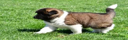 Akita dogs for sale: Brittany - Ad 12
