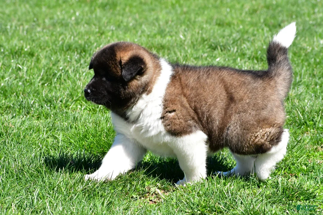 Akita dogs for sale: Brittany - Ad 12