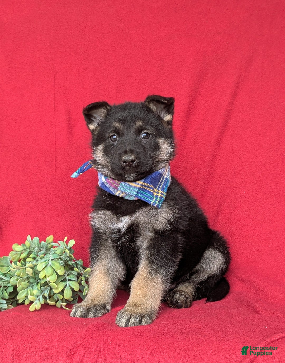 Mixed Breed dogs for sale: Coby - Ad 1