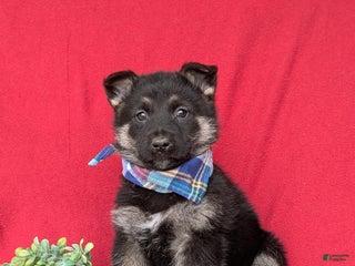 Mixed Breed dogs Coby - Ad 4