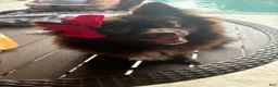 Pomsky dogs for sale: Hershey - Ad 3