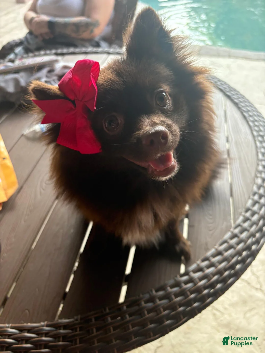 Pomsky dogs for sale: Hershey - Ad 3