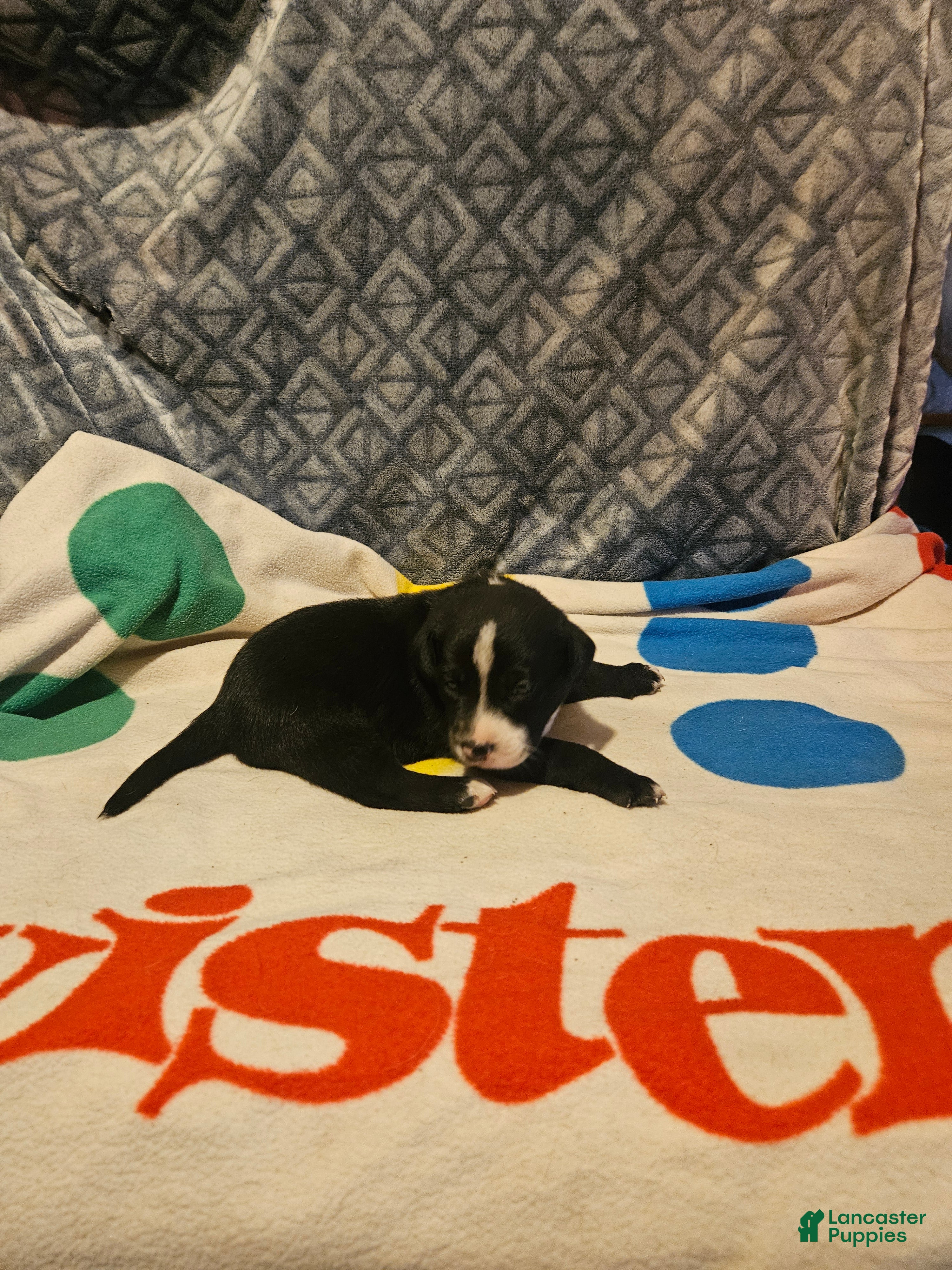 Border Collie dogs Girly - Ad 2