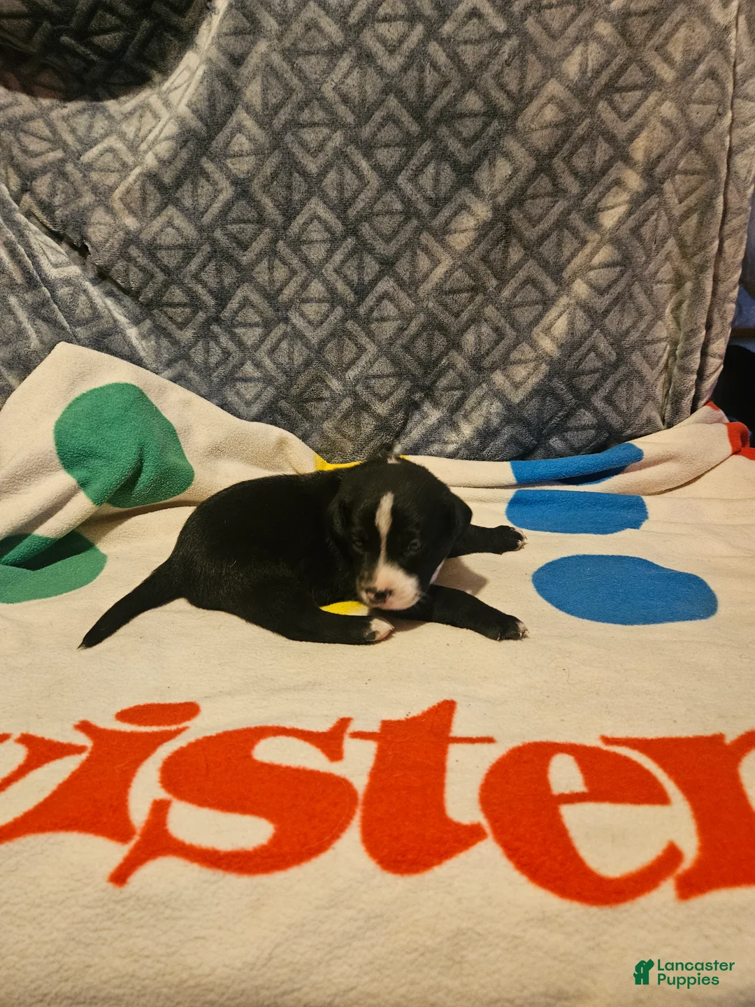 Border Collie dogs for sale: Girly - Ad 2