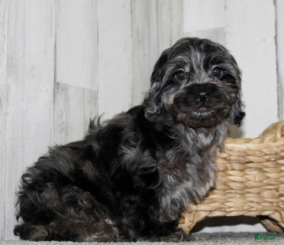 Cockapoo dogs for sale: Cain - Ad 5