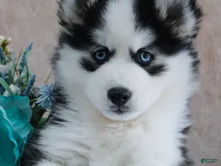 Pomsky dogs Eli - Ad 41