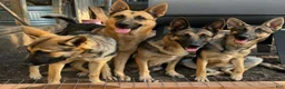 German Shepherd dogs for sale: Bea - Ad 3
