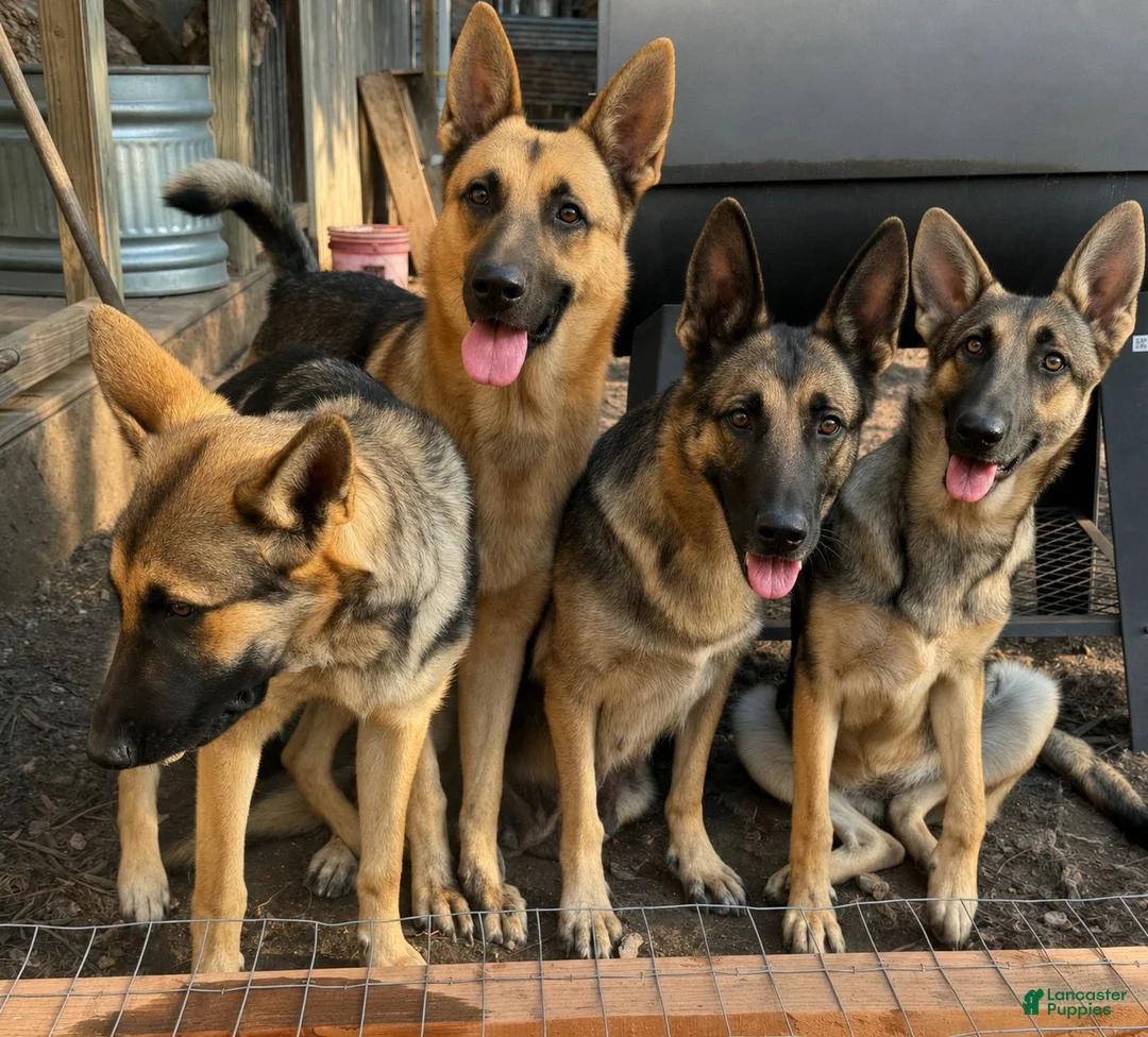German Shepherd dogs for sale: Bea - Ad 3