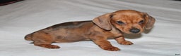 Miniature Dachshund dogs for sale: Snicker Mini  - Ad 5
