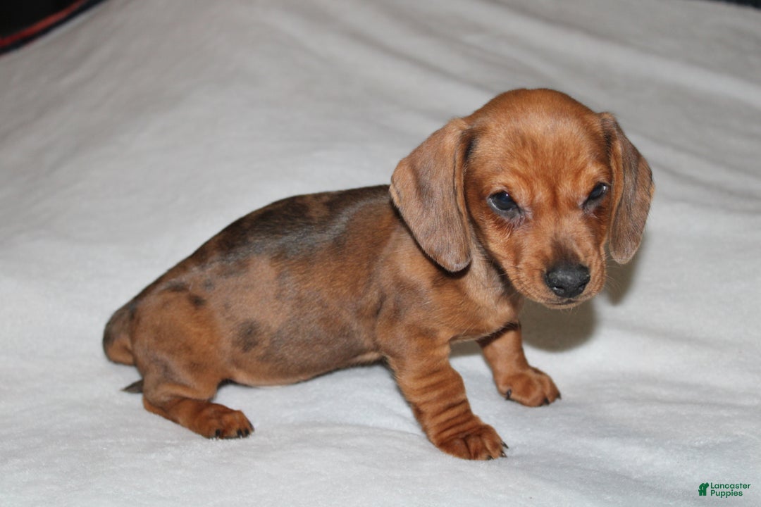 Miniature Dachshund dogs for sale: Snicker Mini  - Ad 5