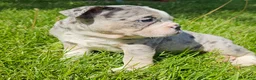 Mixed Breed dogs for sale: Blue Merle Tri-color - Ad 10