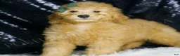 Mini Goldendoodle dogs for sale: Butters - Ad 3