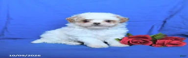 Cody