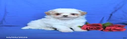 Shihpoo dogs for sale: Cody - Ad 1