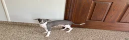 Italian Greyhound dogs for sale: Melanie  - Ad 4