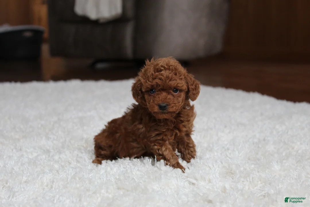 Toy Poodle dogs for sale: Teacup Allie - Ad 2