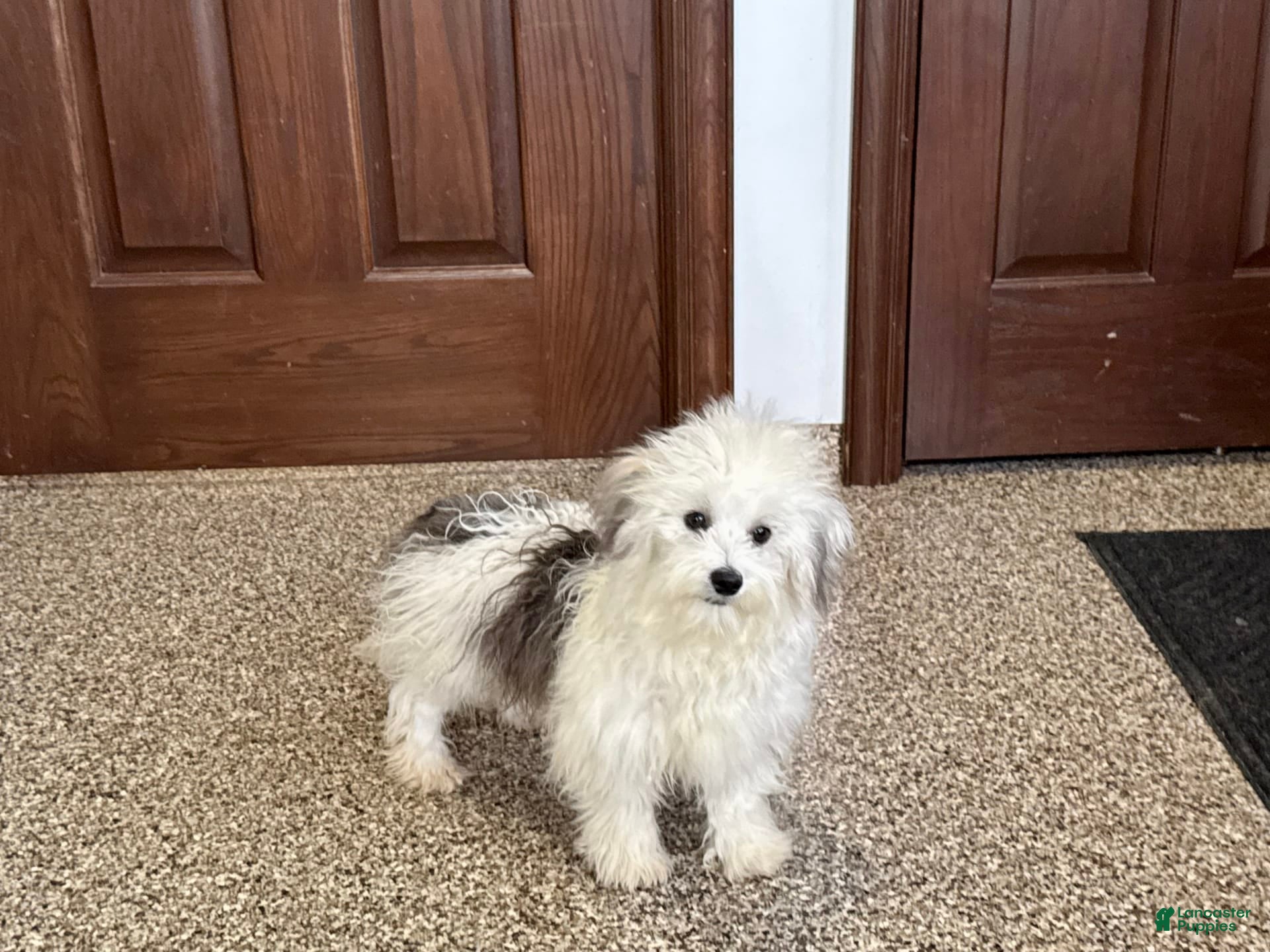 Coton De Tulear dogs Romeo - Ad 7