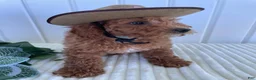 Mini Goldendoodle dogs for sale: Homestead - Ad 4
