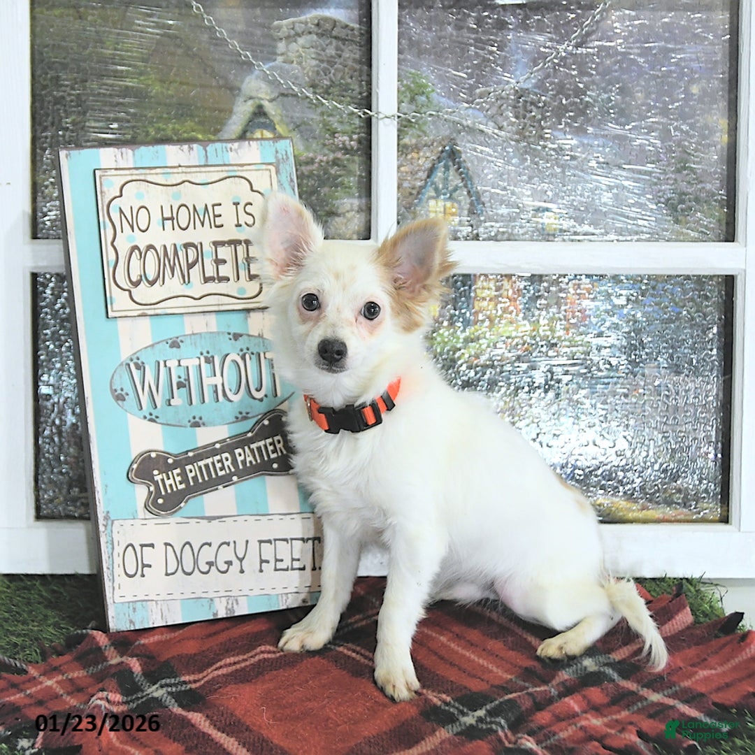 Chihuahua dogs for sale: Beau - Ad 2