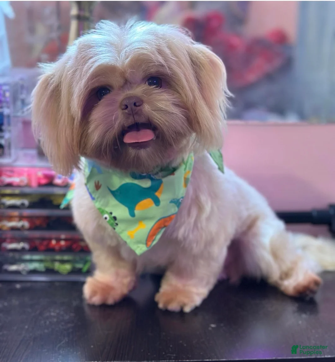 Shih Tzu dogs for stud: Akc&OFA lavender Shih Tzu stud - Ad 2