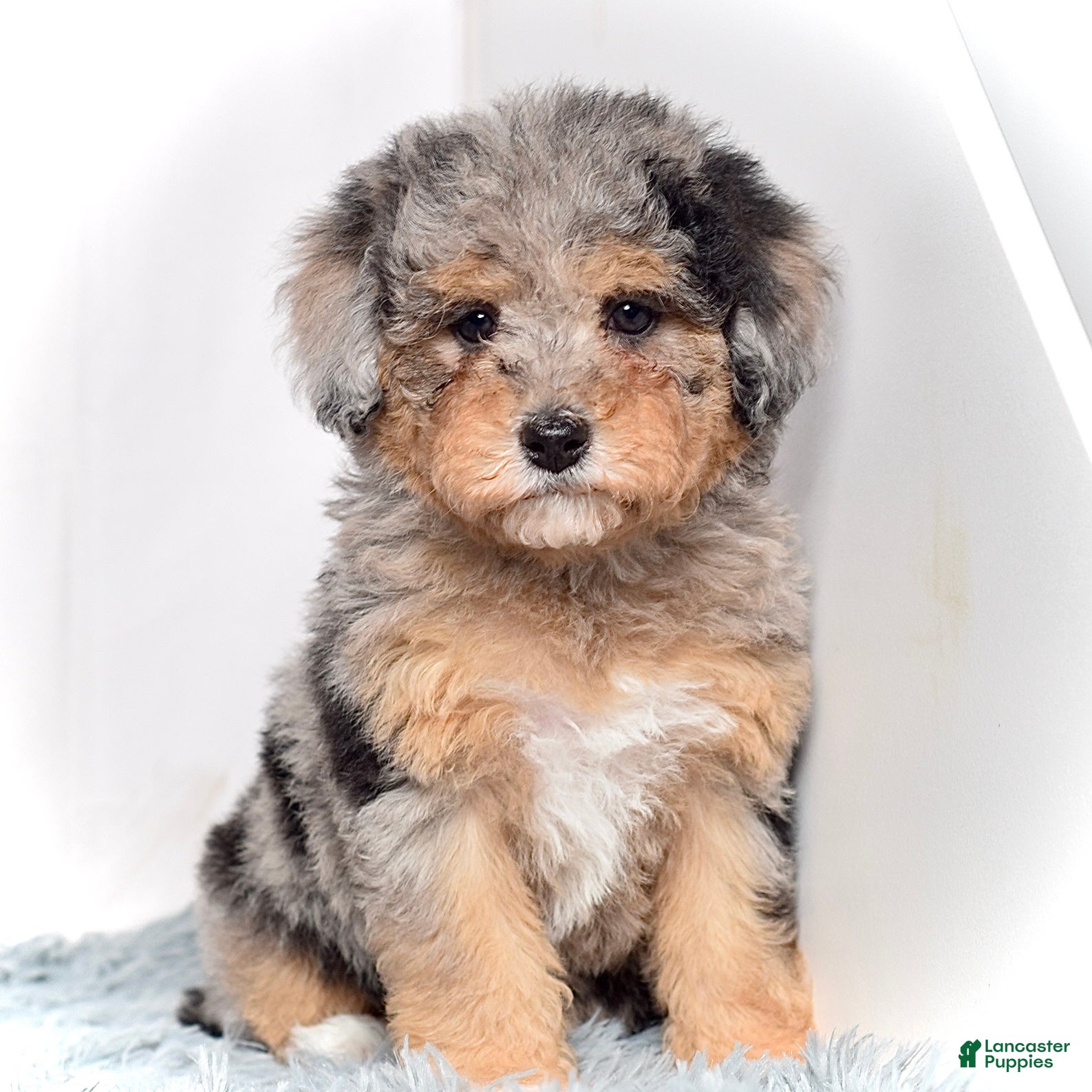 Mini Goldendoodle dogs Ms. Usha - Ad 4