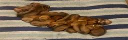 Rhodesian Ridgeback dogs for sale: Rhodesian Ridgeback Puppy 4 - Ad 5