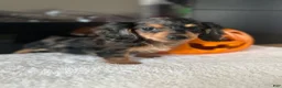 Miniature Dachshund dogs for sale: Hazel - Ad 3
