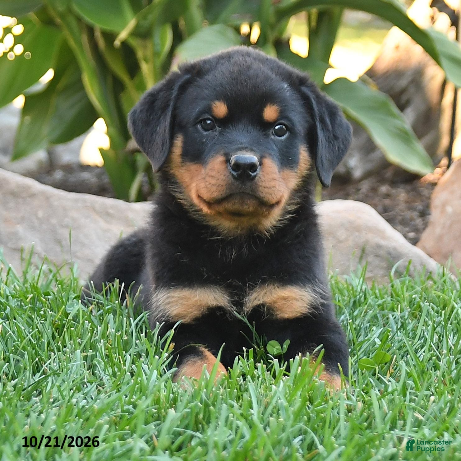 Rottweiler dogs Thor - Ad 2
