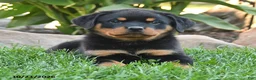 Rottweiler dogs for sale: Thor - Ad 2