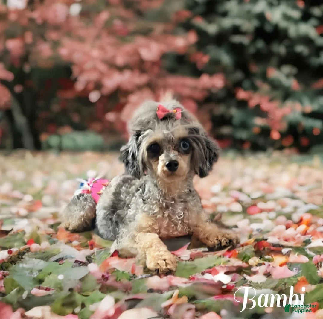 Toy Poodle dogs for sale: Blue - Ad 2