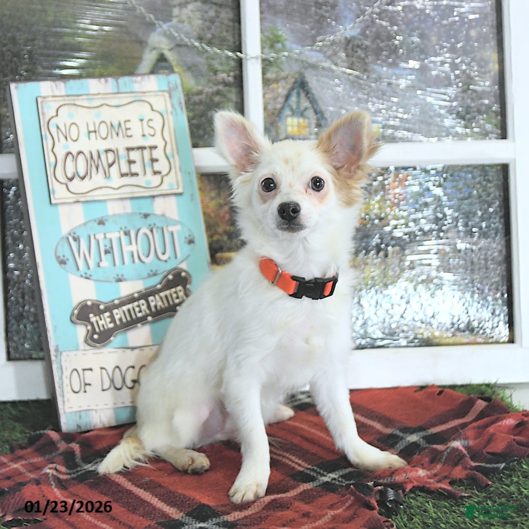 Chihuahua dogs for sale: Beau - Ad 3