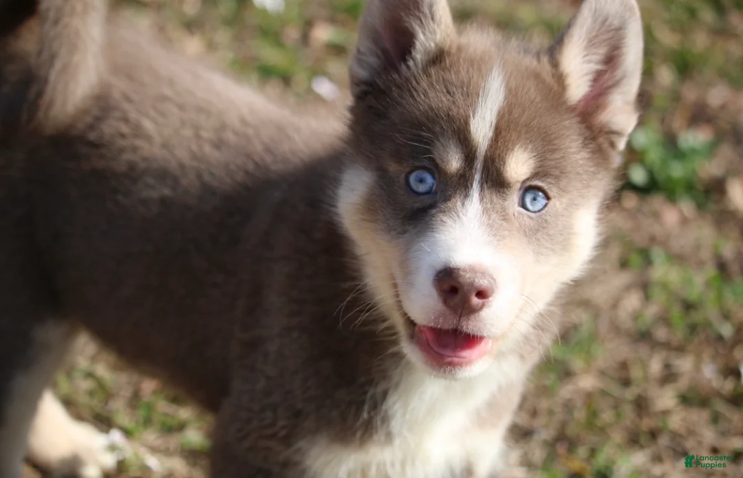 Pomsky dogs for sale: Lee - Ad 5