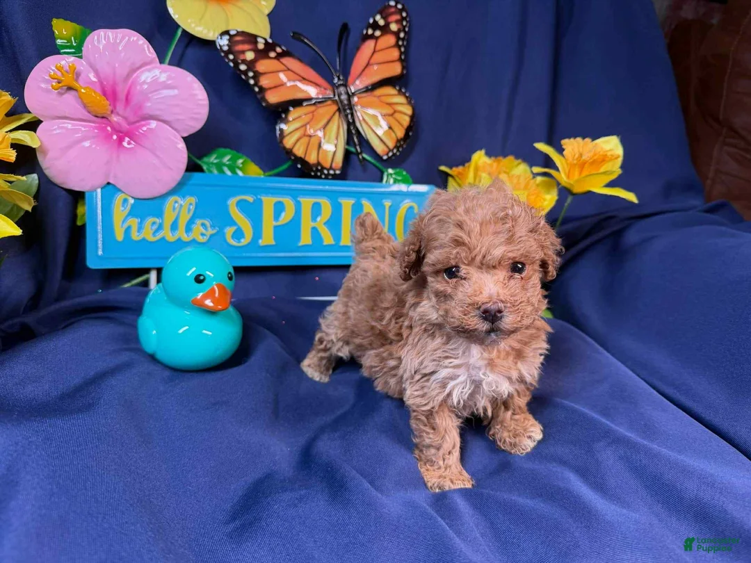 Toy Poodle dogs for sale: Cash - Ad 1