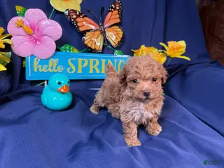 Toy Poodle dogs Cash - Ad 25