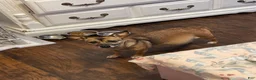 Chihuahua dogs for sale: Chihuahua 4 - Ad 3