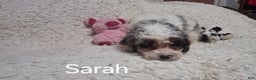 Cockapoo dogs for sale: Sarah - Ad 7