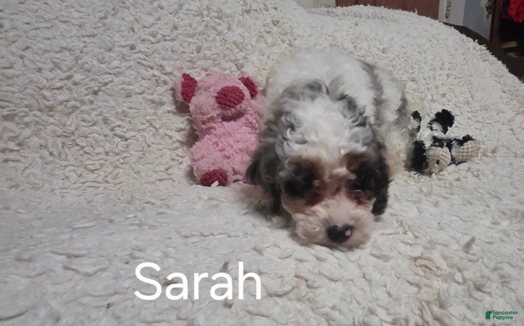 Cockapoo dogs for sale: Sarah - Ad 11