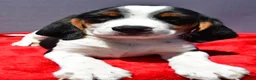 Beagle dogs for sale: Rudy - Ad 4