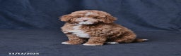 Toy Poodle dogs for sale: Wendy - Ad 1