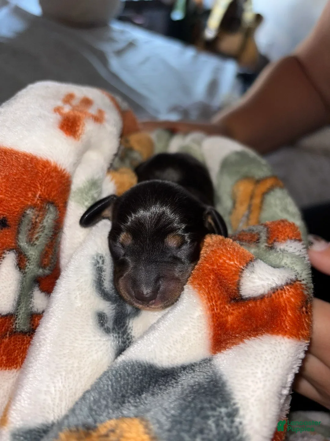 Miniature Dachshund dogs for sale: Miniature Dachshund Puppy 2 - Ad 2