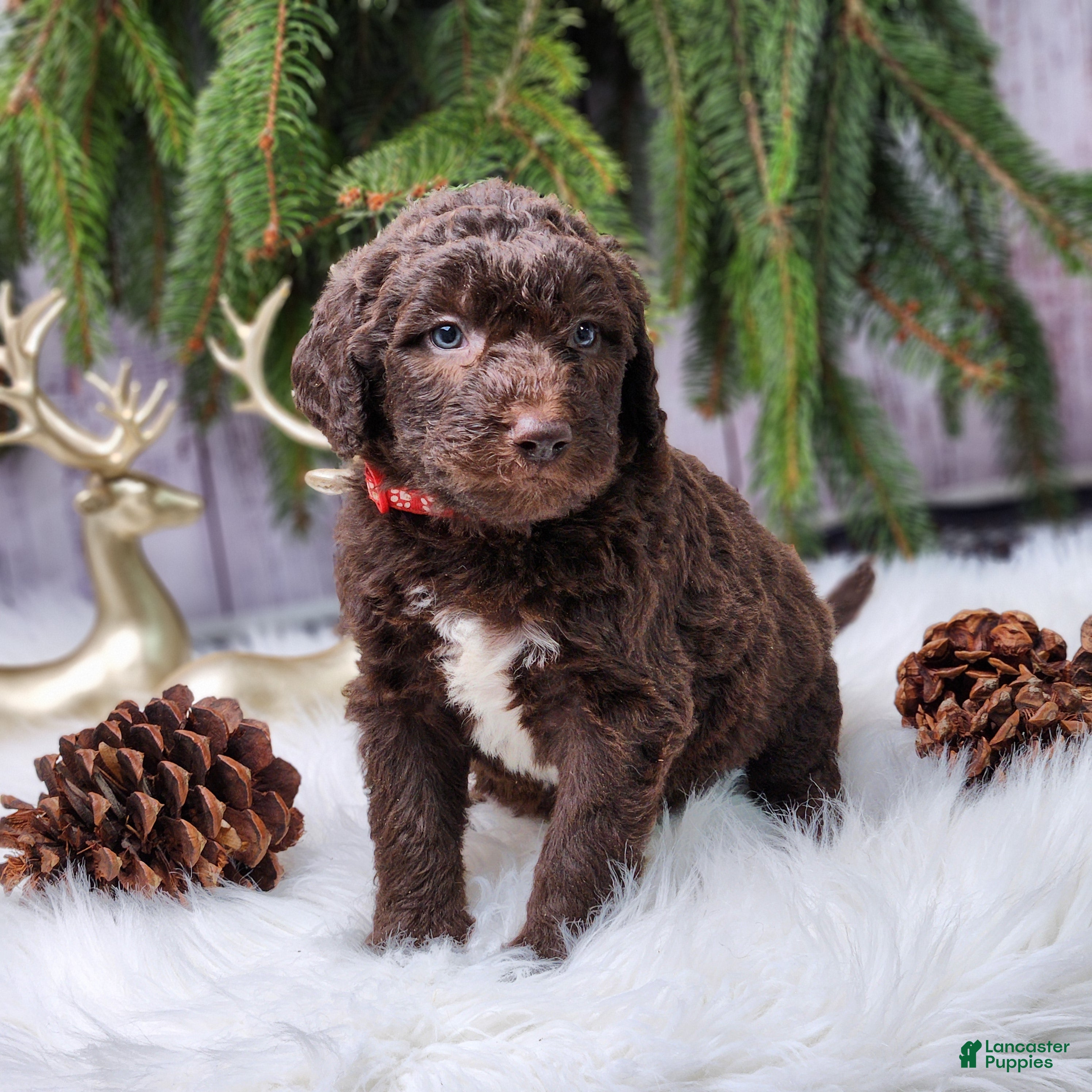 Labradoodle dogs Rose F1B - Ad 34
