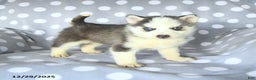 Siberian Husky dogs for sale: Ruby - Ad 1