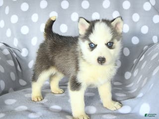 Siberian Husky dogs Ruby - Ad 1