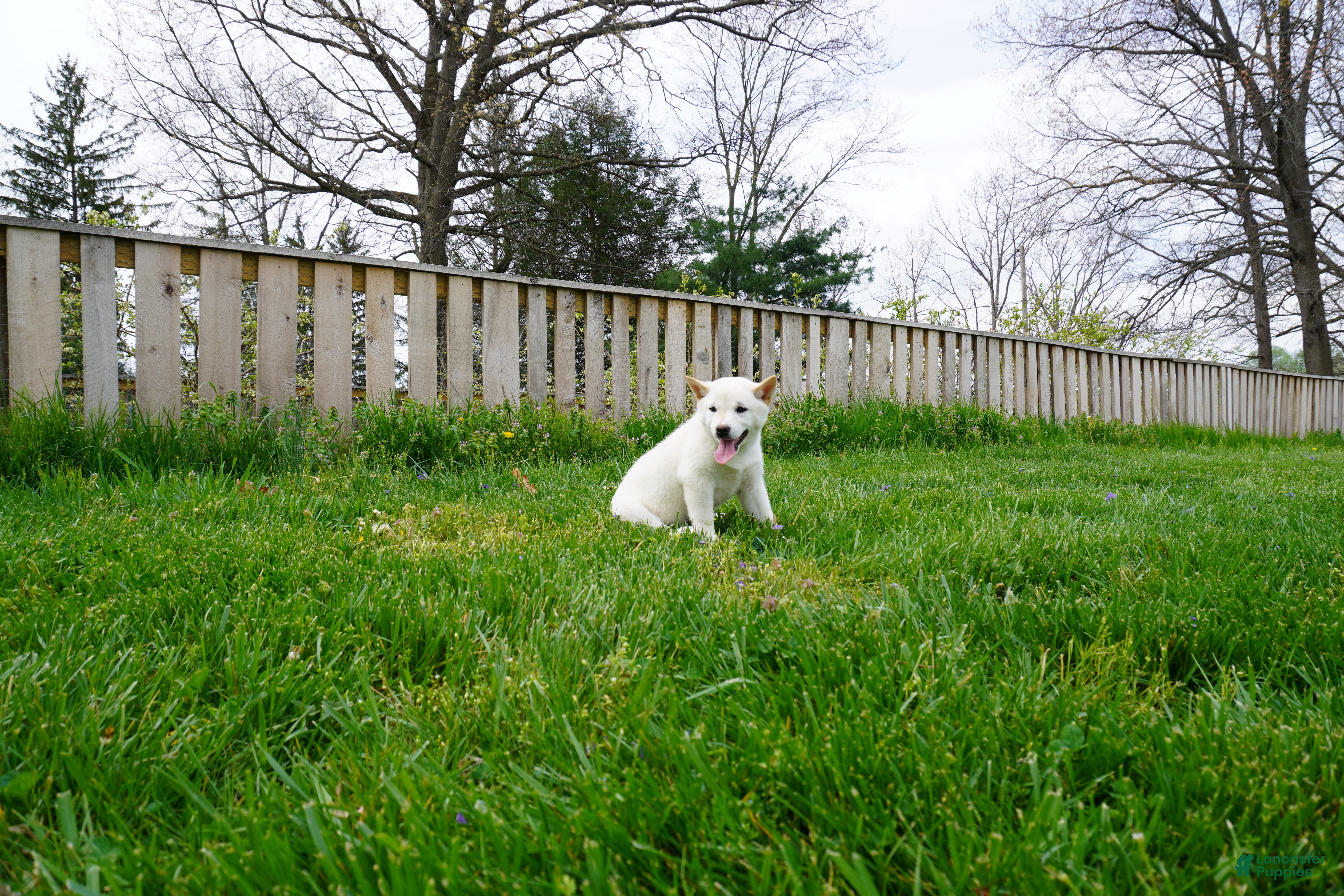 Shiba Inu dogs Roxy - Ad 2